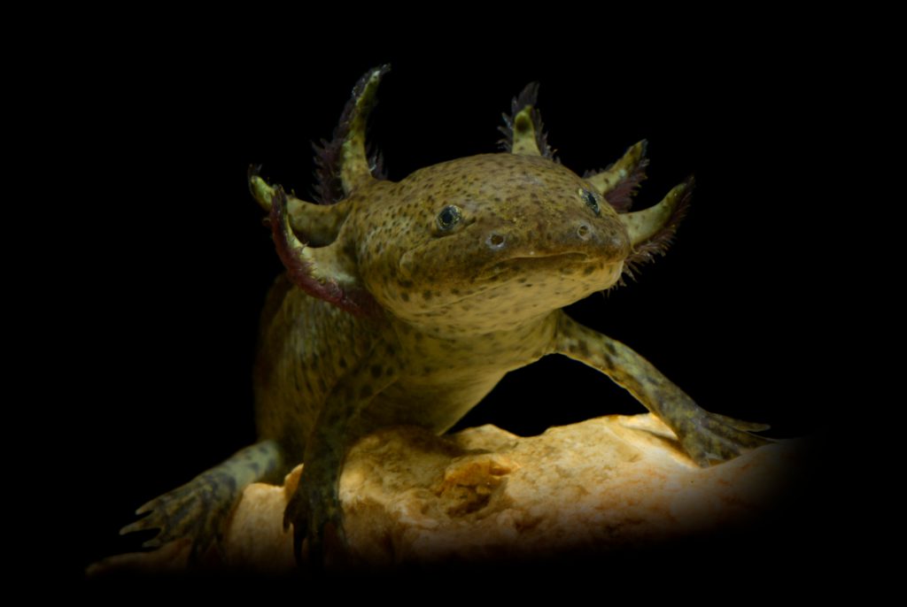 ITALIA-(Lago-di-Garda)-AXOLOTL-(Ambystoma-mexicanum)-15cm.-adriano-marchiori