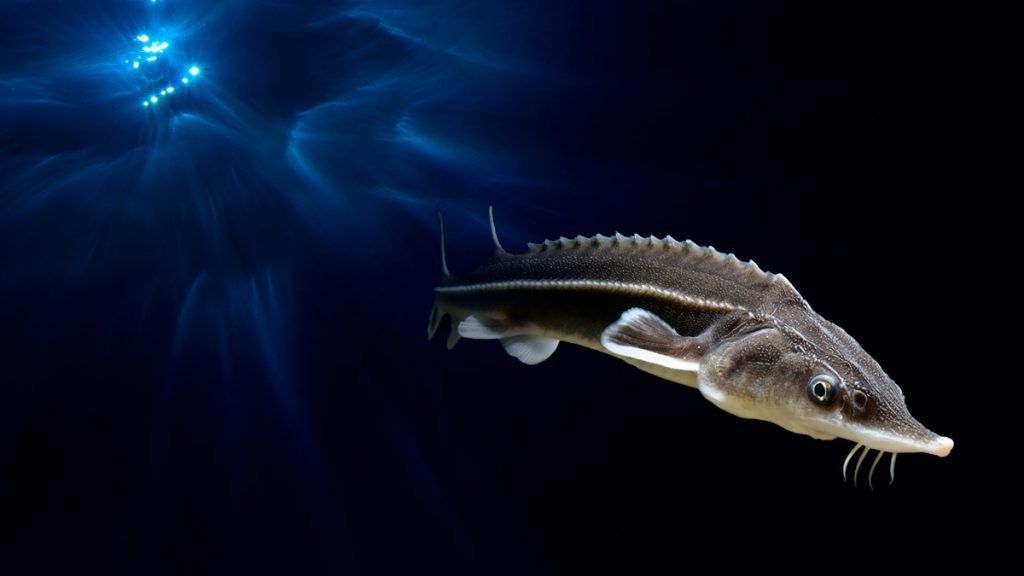 ITALIA-(Lago-di-Garda)-STORIONE--(Acipenser-sturio)adriano-marchiori