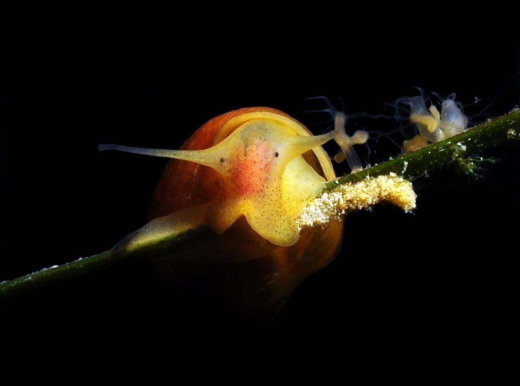 LUMACA-D'ACQUA-DOLCE-(Lymnaea-sp.)-2,5cm-adriano-marchiori