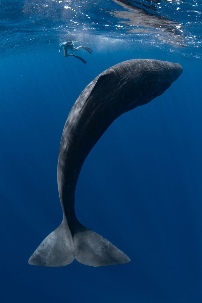 Marco Domenicucci – Menzione speciale MyShot 2025, categoria Pesci e sub