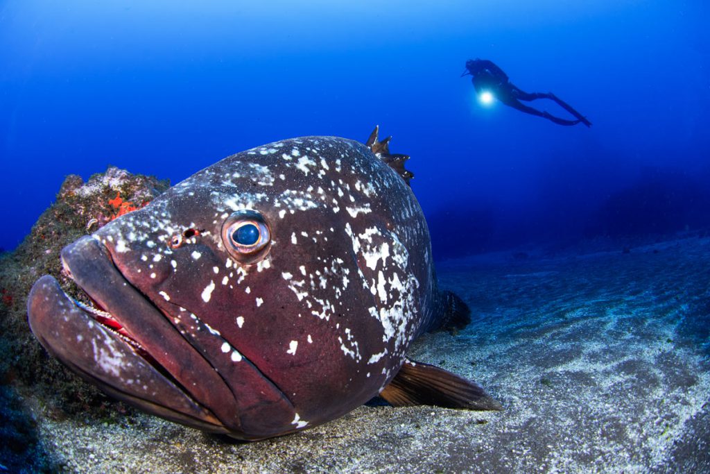 Davide Lombroso – Menzione speciale MyShot 2025, categoria Pesci e sub