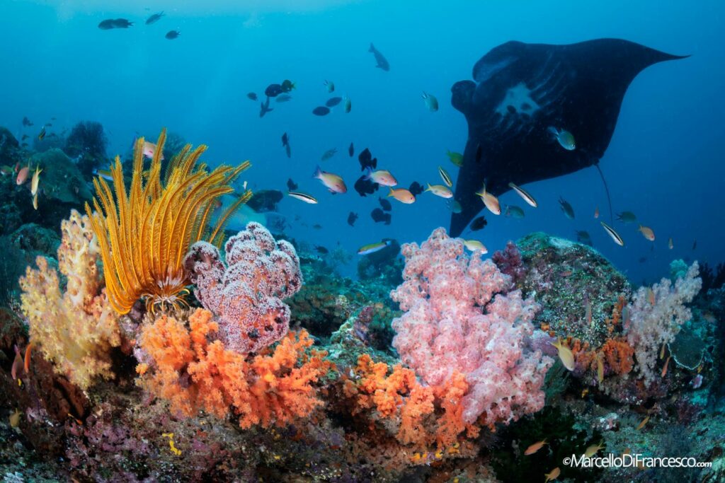 Raja-Ampat_Marcello_Di_Francesco-32-1024x683