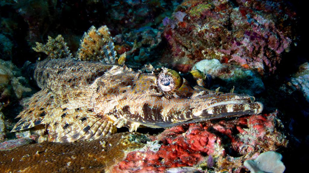 Pesce bentonico mimetizzato su fondo corallino, fotografato in macro durante immersione a Bali