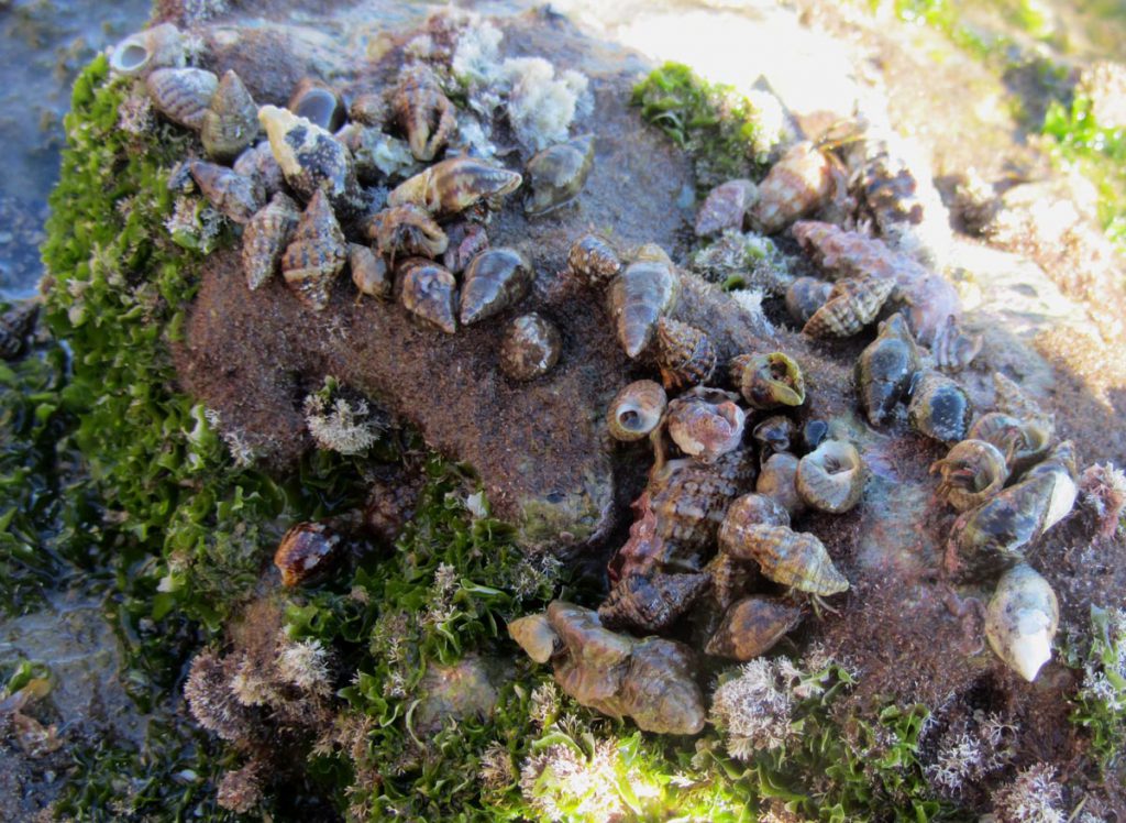 gruppo raduno paguri comportamento anomalo