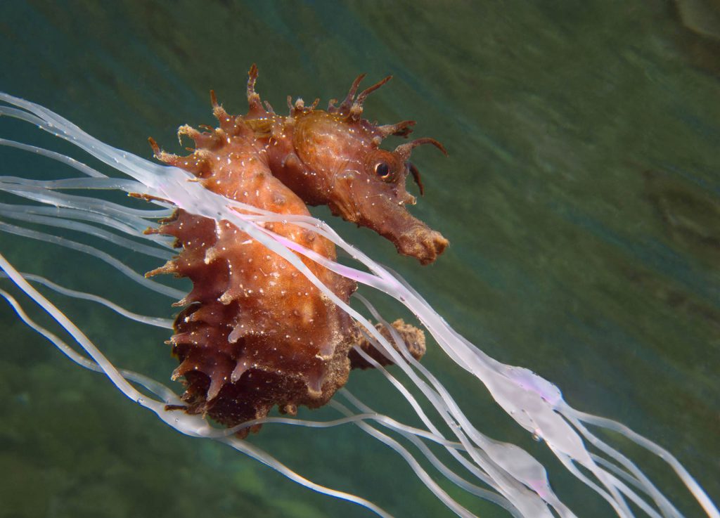 Marco Fantin – Menzione speciale MyShot 2025, categoria Sotto pressione