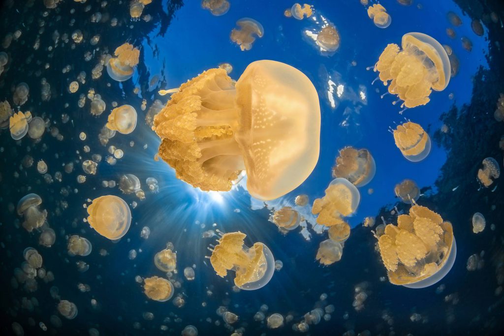 Alessandro Giannaccini – Menzione speciale MyShot 2025, categoria Tropici