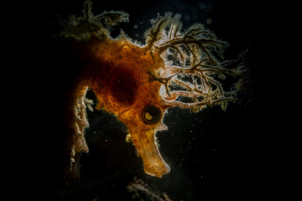 Marco Tagliabue – Menzione speciale MyShot 2025, categoria Mediterraneo