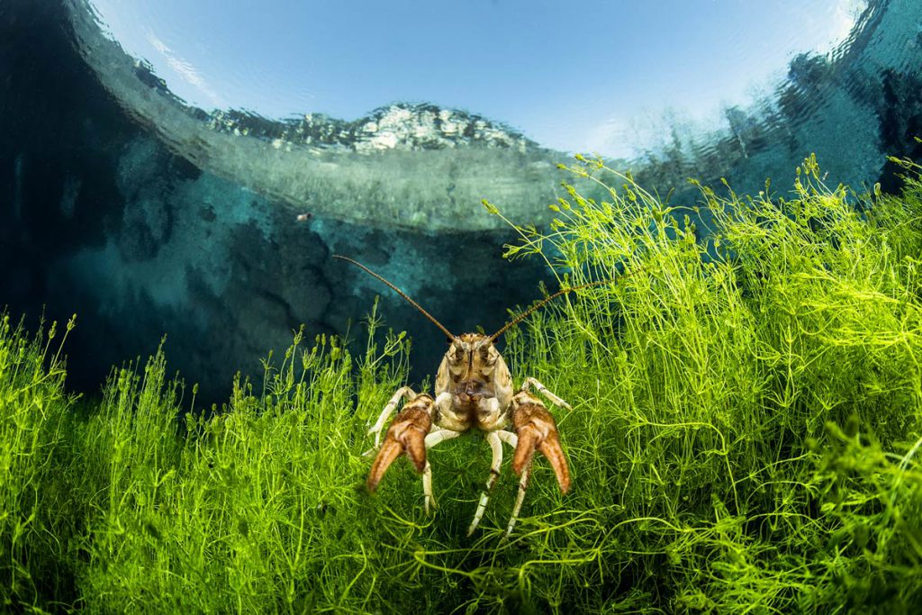 Davide Lombroso – Menzione speciale MyShot 2025, categoria Acque dolci