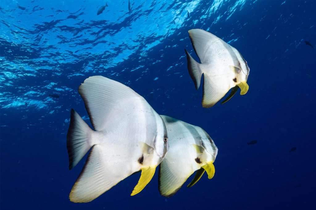 Micronesia-Palau pesci pipistrello