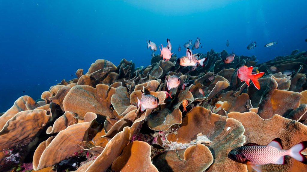 Micronesia Palau reef