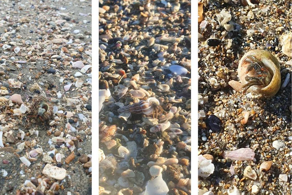 paguri italia comportamento