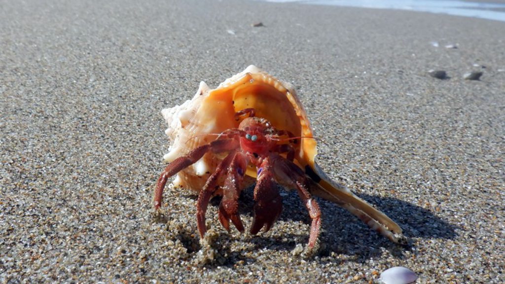 paguro spiaggia comportamento
