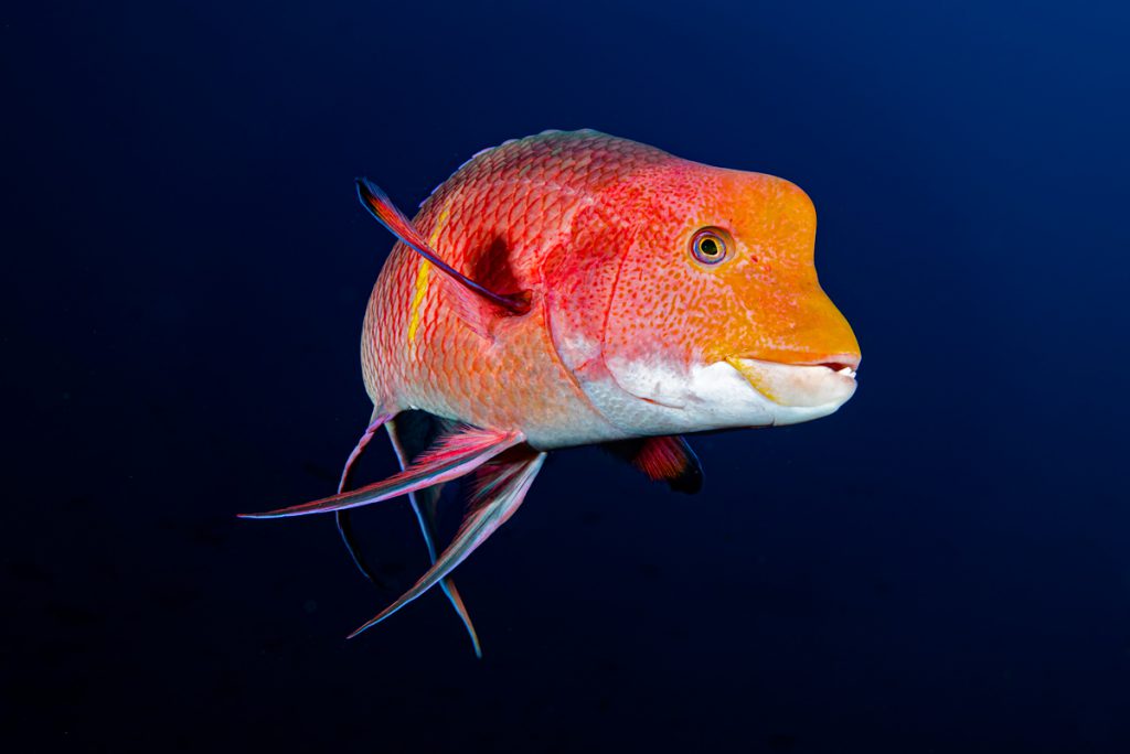 Labride delle Galápagos con evidente gobba frontale fotografato sott’acqua