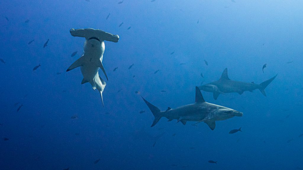squalo martello smerlato galapagos crociera