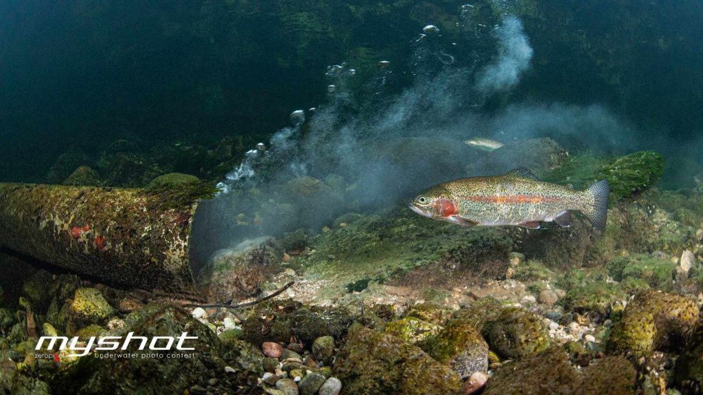 vincitori myshot 2025