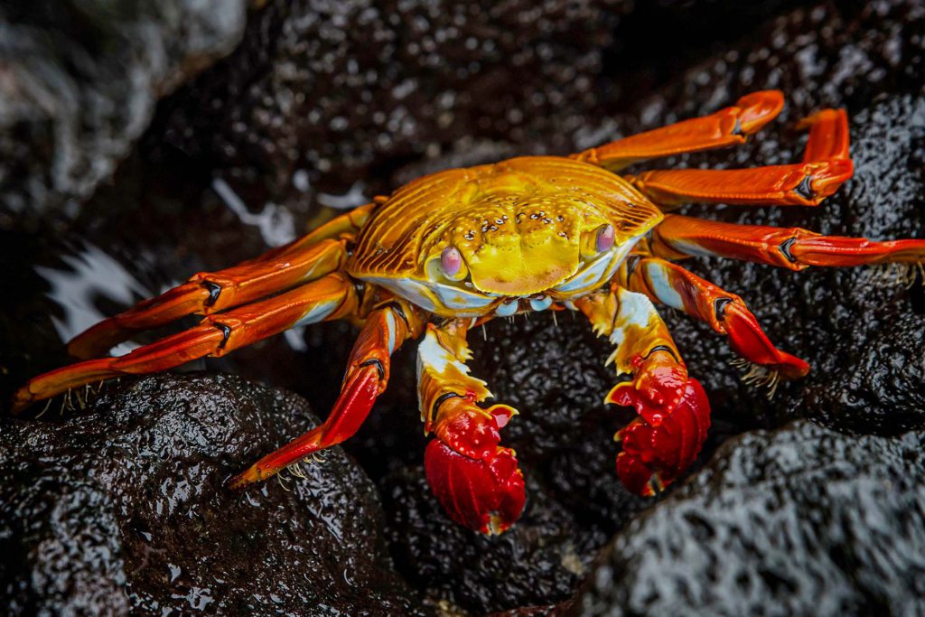 Granchio delle Galapagos 