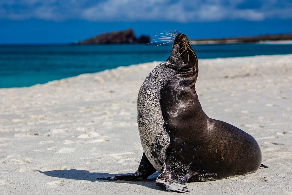 Leone marino delle Galapagos