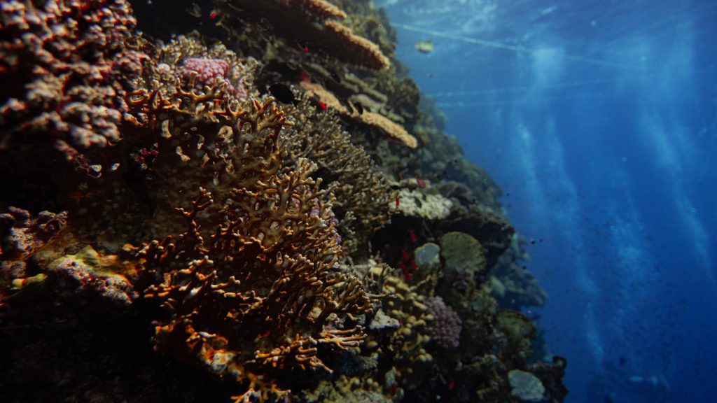 crociera subacquea mar rosso nord ocenara