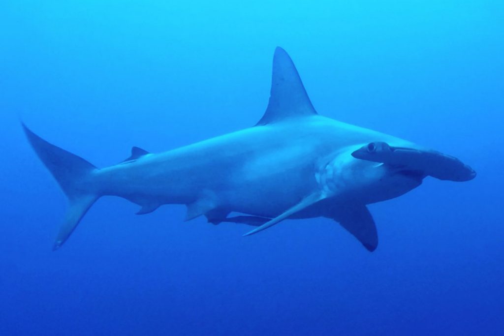 Foto squalo martello fondali isola di Mikomoto