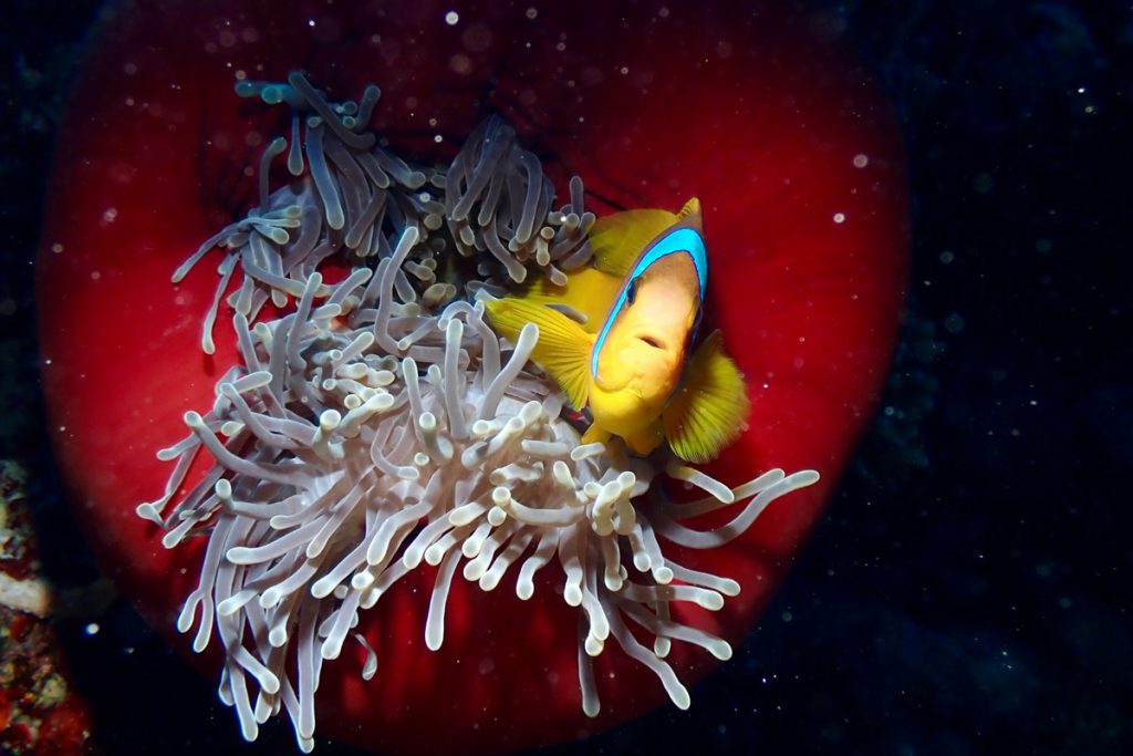 pagliaccio anemone mar rosso offerta subacquea viaggio