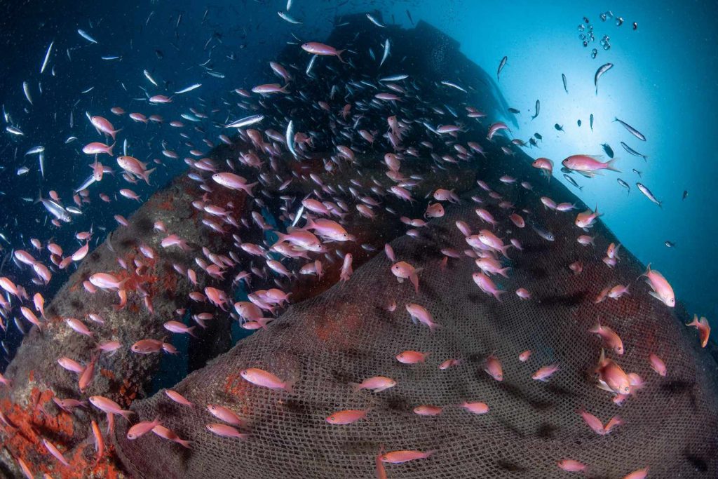 recuero reti fantasma app bycatch