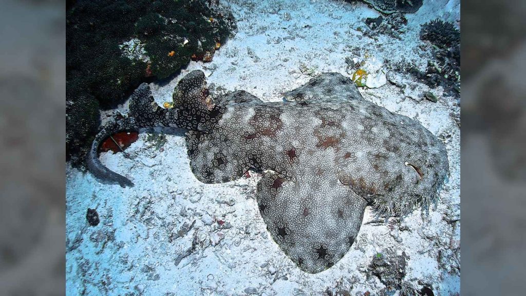 reef raja ampat agusta squalo wobble