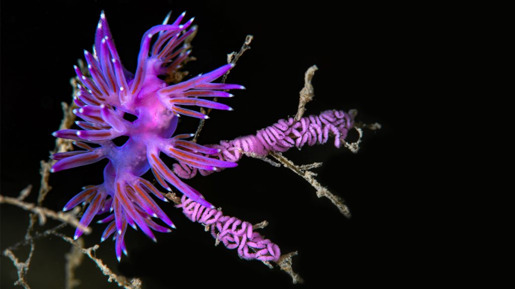 Trofeo Fotosub Città di Camogli: conclusa la prima edizione