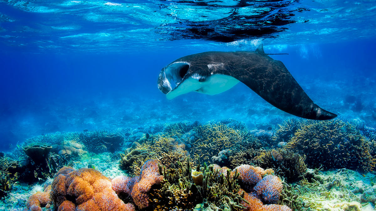 viaggi immersioni subacquee asia