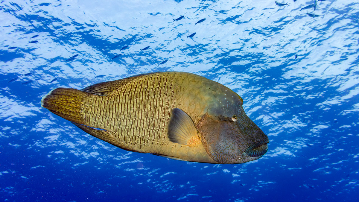 viaggi immersioni subacquee oceania