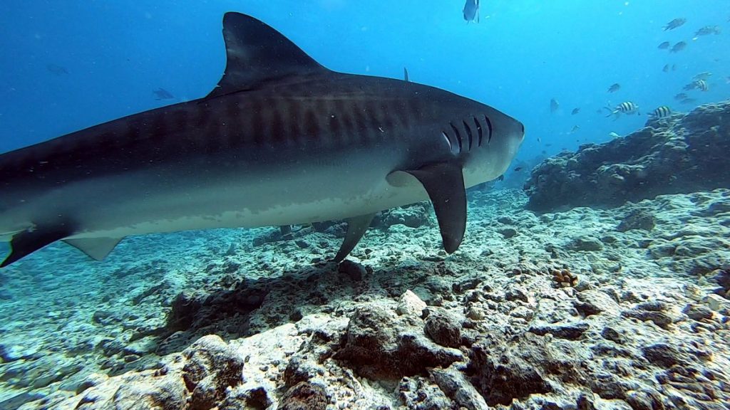 Galeocerdo cuvier squalo tigre