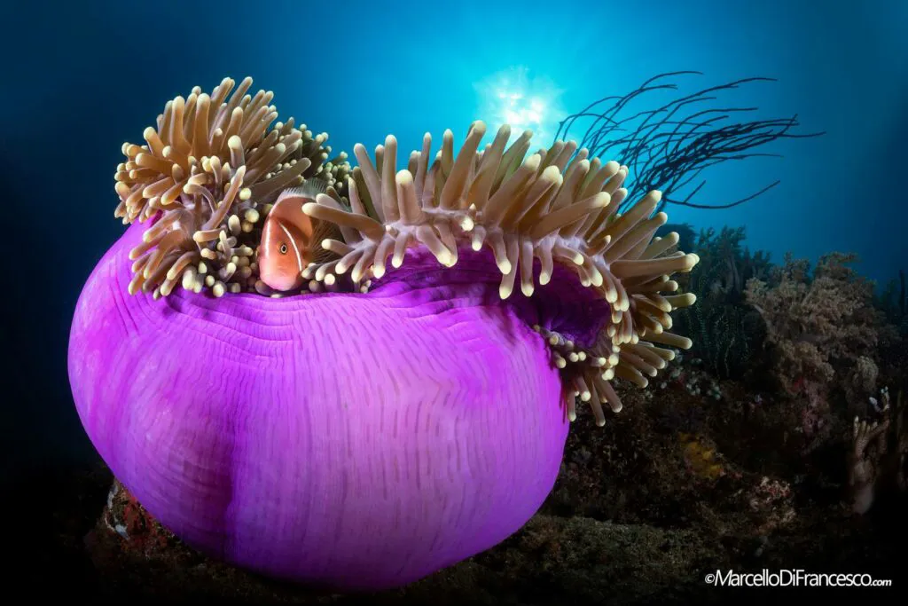 Raja Ampat Marcello di Francesco