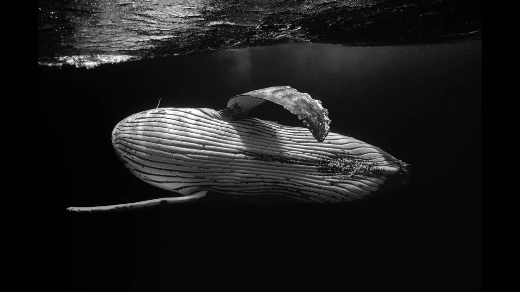 Marco Domenicucci 1° posto categoria Bianco e Nero See in the Sea international Underwater Photocontest