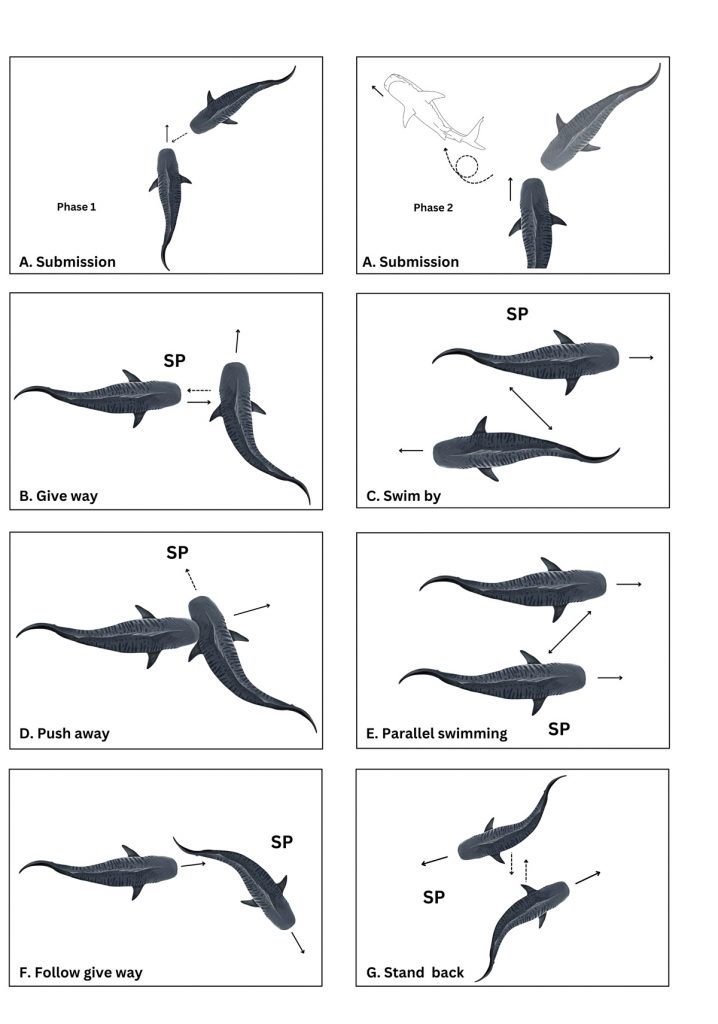 comportament squalo tigre