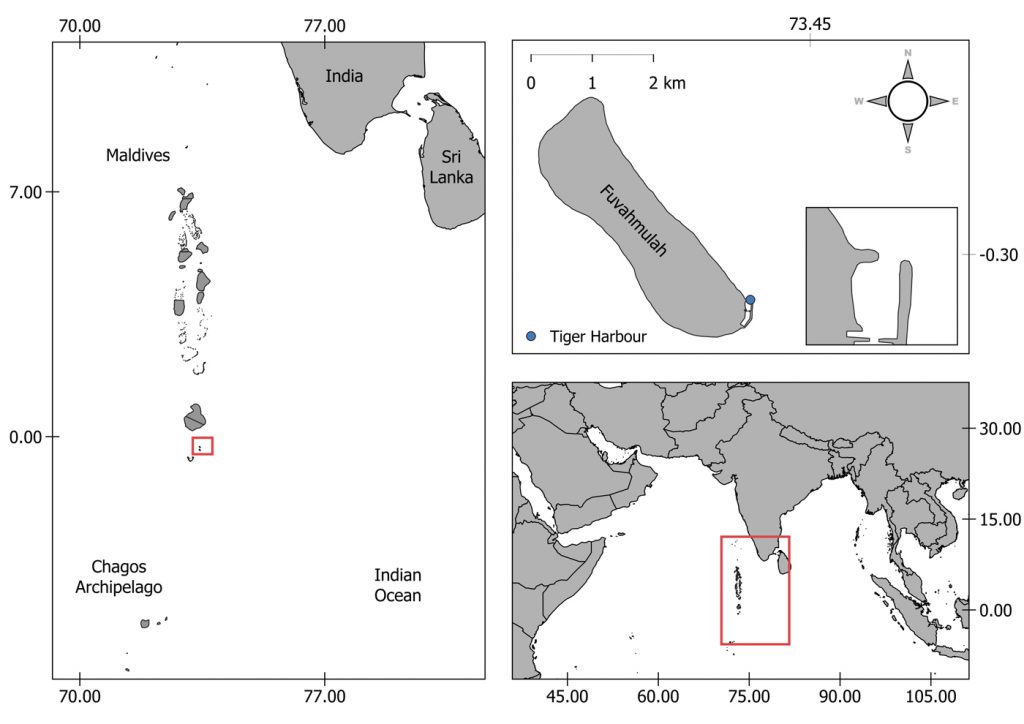 figura 1 squalo tigre maldive