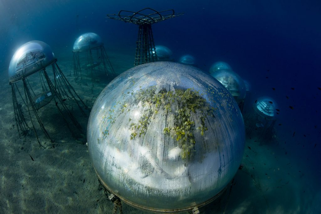 Biosfere del Giardino di Nemo sul fondale marino di Noli, con serre subacquee ancorate tra 5 e 10 metri di profondità e piante coltivate all’interno.