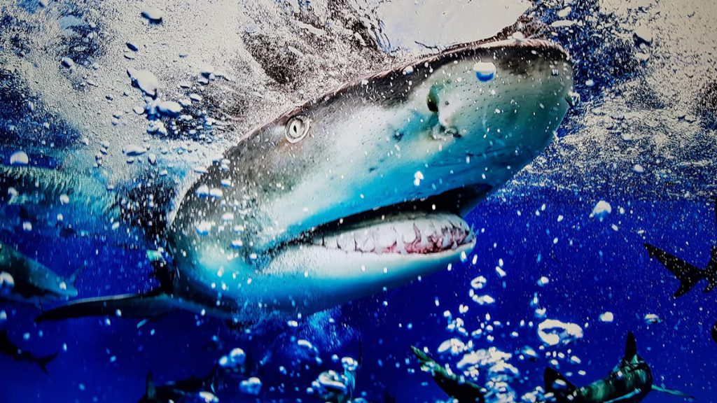 gigante squalo tigre maldive @CarpentieriCarlo