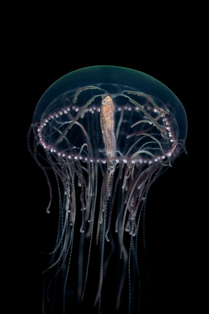 1° Classificato categoria Macro: Umberto Raganato con "A pancia piena". Foto medusa.