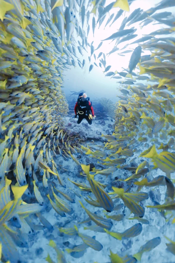 Maldive immersioni banco di pesci