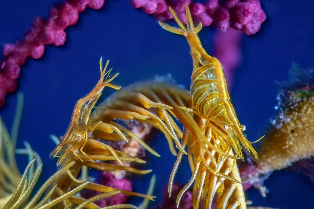 1° Classificato categoria Portfolio Mediterraneo: Mimmo Roscigno con "forever"