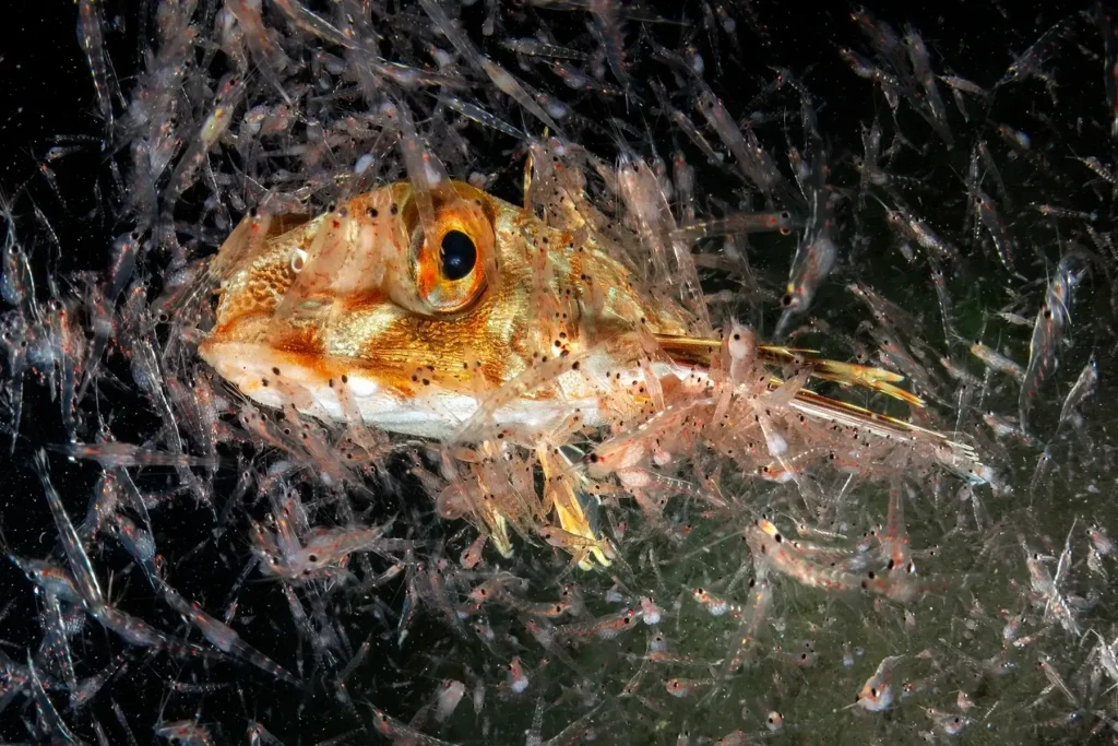 1° Classificato categoria Portfolio Mediterraneo: Mimmo Roscigno con "primordial broth"