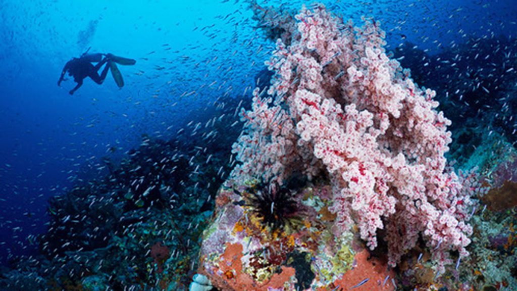 eudi 2026 offerte subacquee nosytour