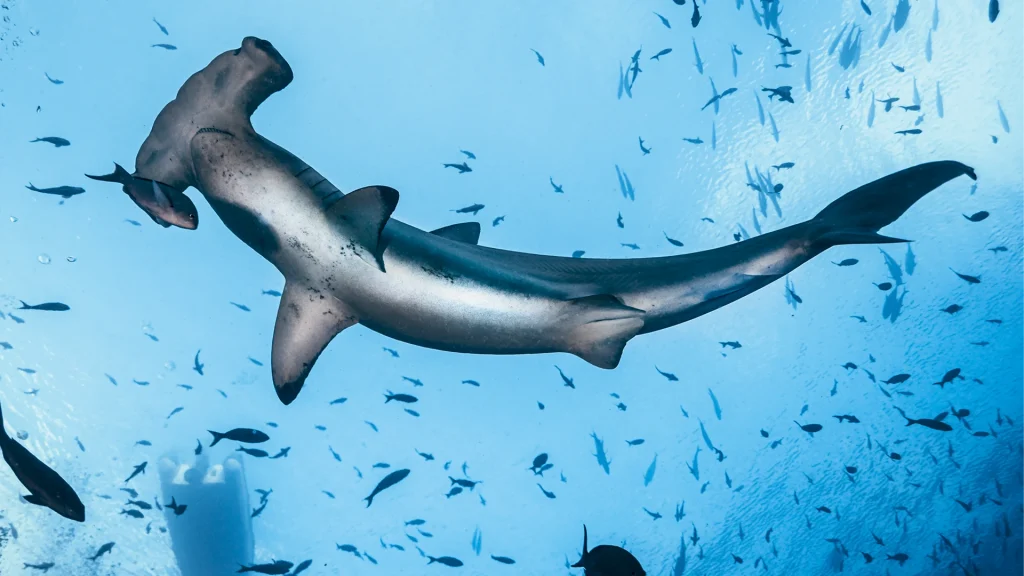 Squalo martello Galapagos