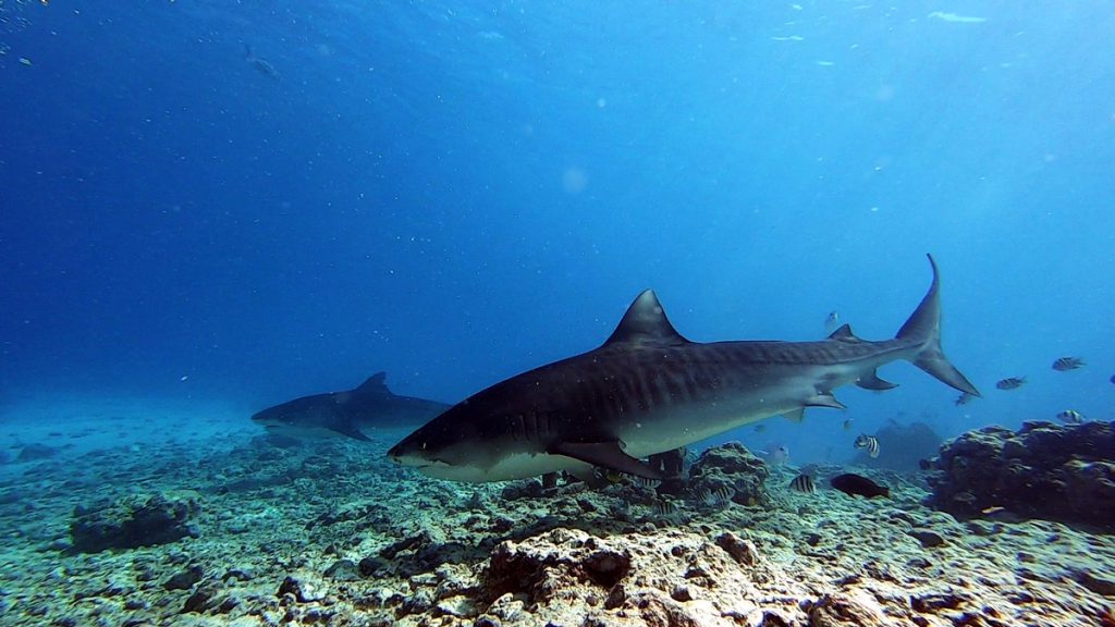 squalo tigre comportamento femmine mature