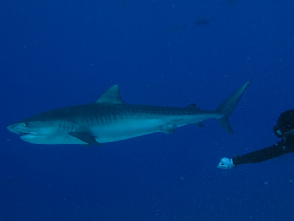 squalo tigre subacqueo maldive