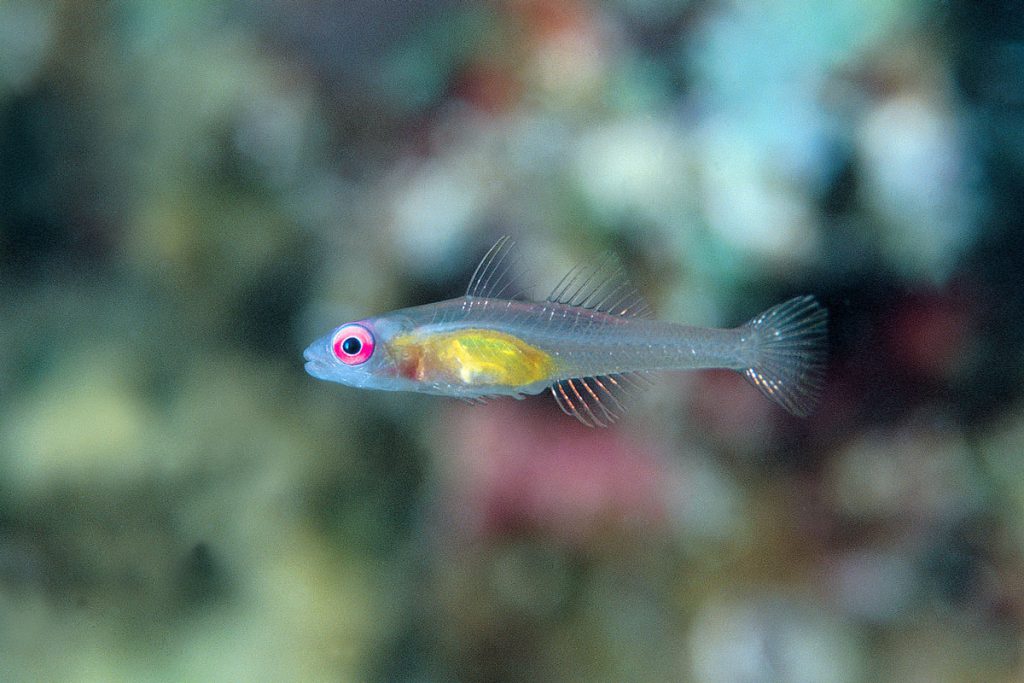 Brianopsis natans hurgada egitto