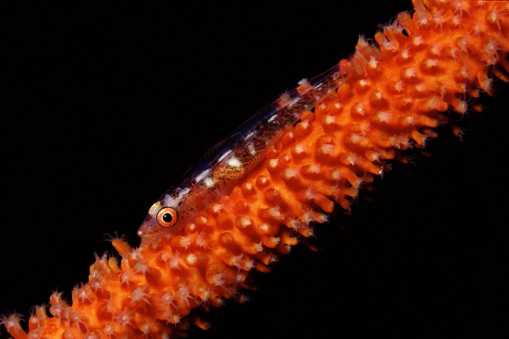 Bryaninops yongei su Corallo a Frusta