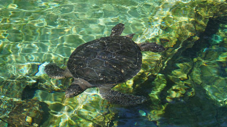 Kemp tartaruga udito