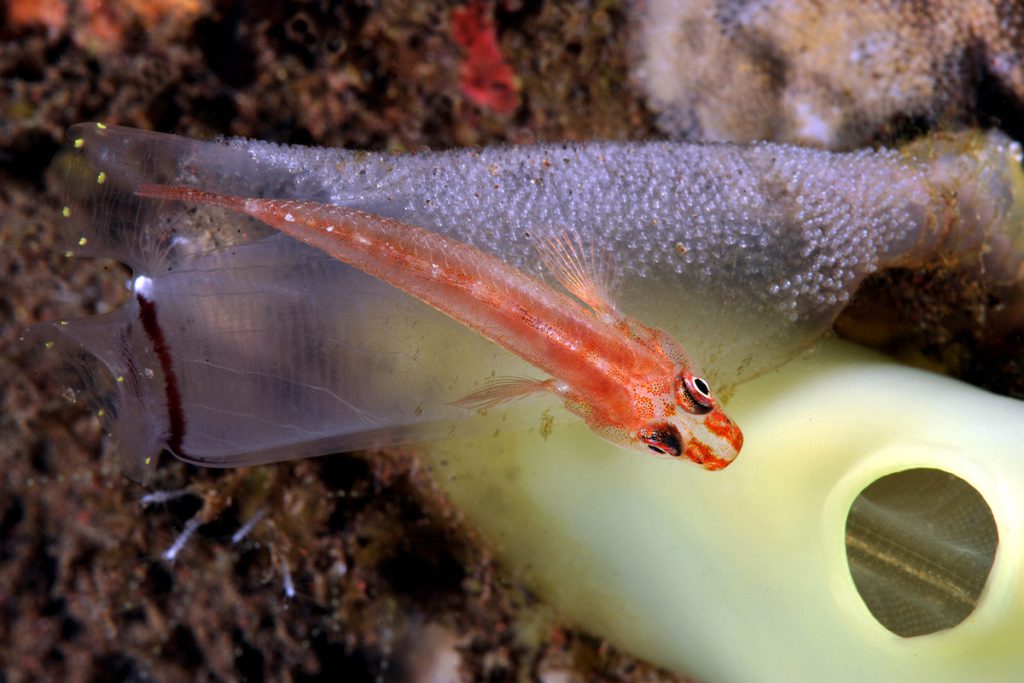 Pleurosicya annandalei  Ascidia macro fotografia sub