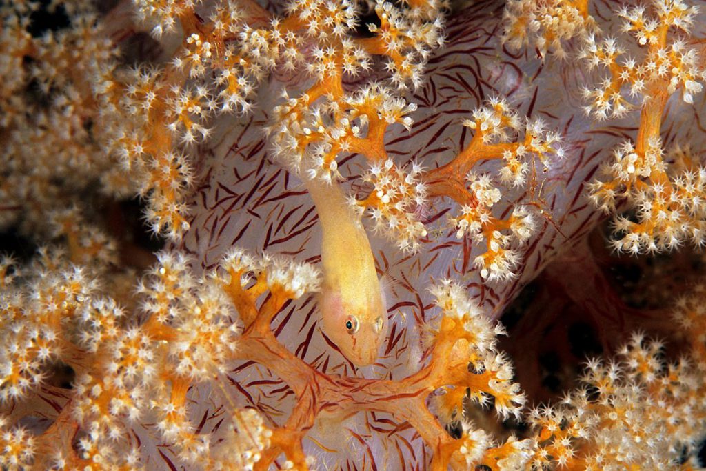 Pleurosicya boldinghi su Alcionario