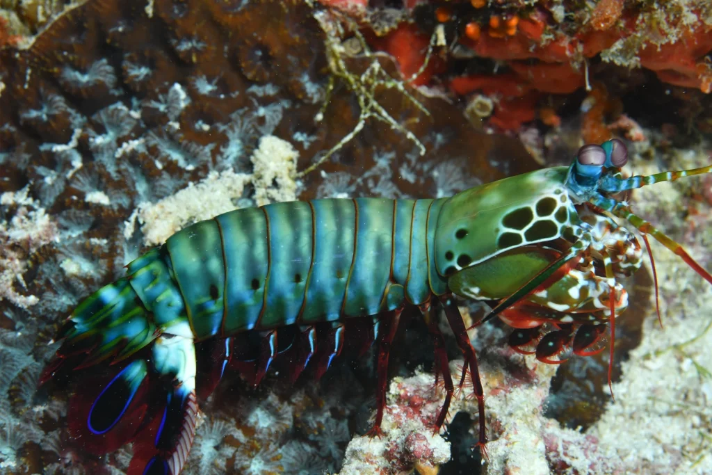 Gambero mantide - Canocchia pavone crociera Maldive